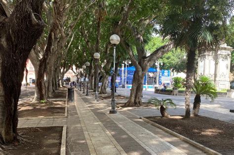 Comune Di Cagliari Messa In Sicurezza Di Un Ficus In Piazza Del