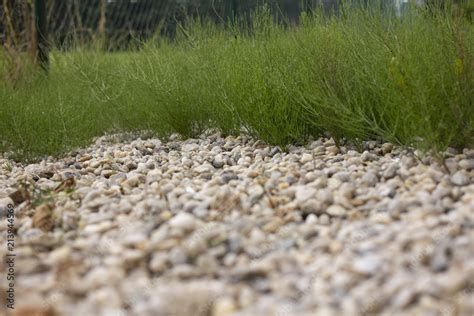 Field horsetail or common horsetail (Equisetum). Weed horsetail. The ...