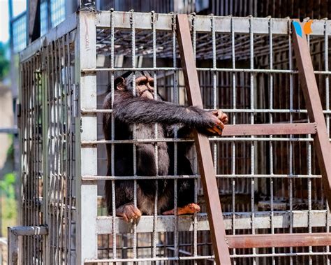 Jimbere on Twitter Deux chimpanzés se sont échappés du Musée