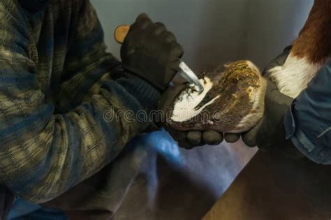 Blacksmith Putting Up the Horse Shoes Stock Photo - Image of riding ...