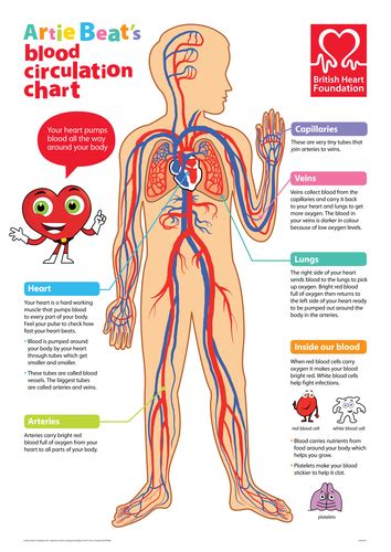 The Circulatory System Poster By Bhf Teaching Resources Tes