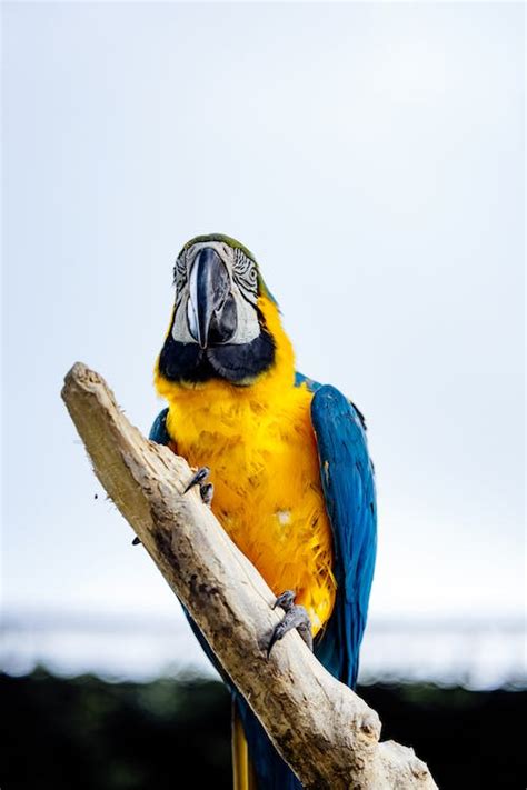 Yellow Blue and White Macaw Perched on Brown Tree Branch · Free Stock Photo