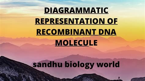 Diagrammatic Representation Of Recombinant Dna Technology Class12th