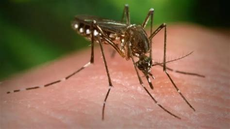 Brasil Registra Alta De Dos Casos De Dengue Nos Tr S Primeiros