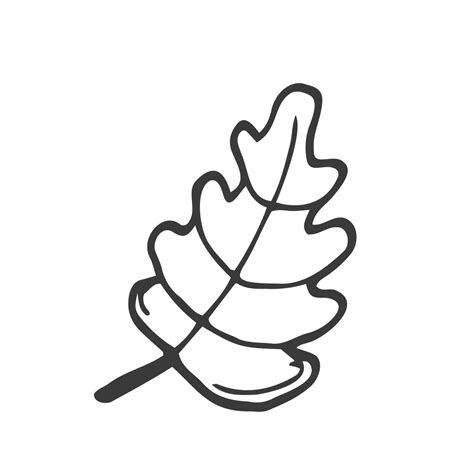 Single Hand Drawn Oak Leaf Doodle Vector Illustration Isolated On