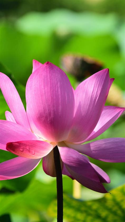 Lotus, plant, flower, lake, bloom, 720x1280 wallpaper | Flowers, Lotus plant, Planting flowers