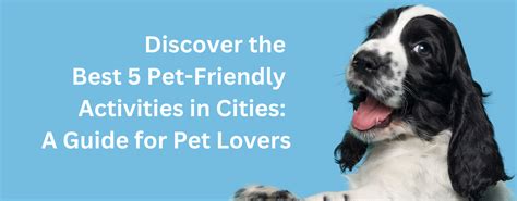 Discover the Best 5 Pet-Friendly Activities in Cities: A Guide for Pet – A Better Treat