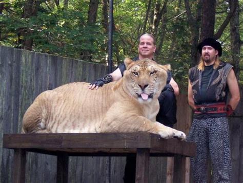 Liger Hercules Size And Weight Of 900 Pounds