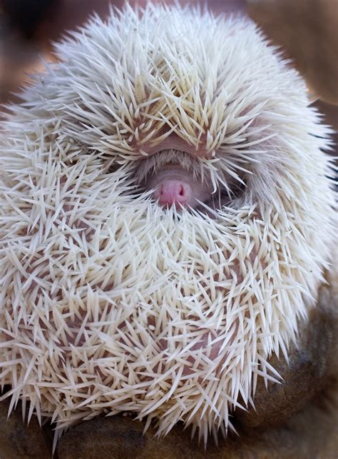 Albino hedgehog - Jim Zuckerman photography & photo tours