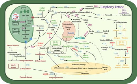 Schematic Presentation Of Biosynthetic Pathways Leading To The