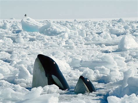 Albino Killer Whale Iceberg