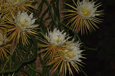 Night-Blooming Cereus Wallpapers Images Photos Pictures Backgrounds