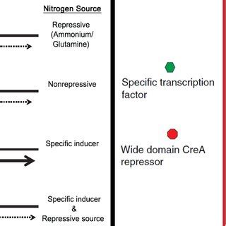 8 General schemes for the transcriptional regulation of genes involved ...