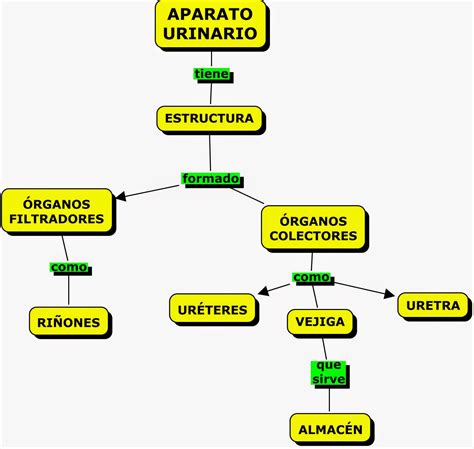 Sistema Urinario Mapa Mental RECTORY