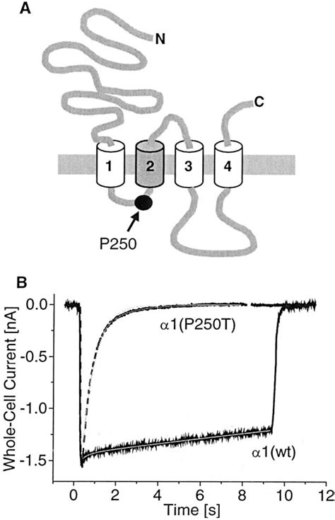 Figure 1 From Statistical Coassembly Of Glycine Receptor α1 Wildtype