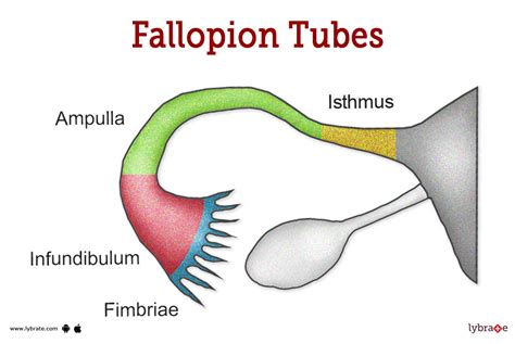 Fallopion Tubes Human Anatomy Picture Functions Diseases And Treatments