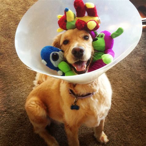 Dog Cone Funny