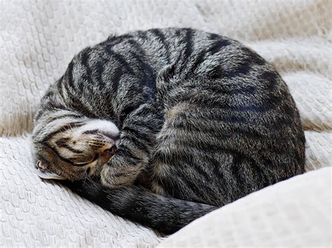 Why Do Cats Sleep So Much · The Wildest