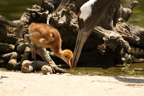 Al Parco Natura Viva Nato Kiki Unico Pulcino Di Gru Della Manciuria