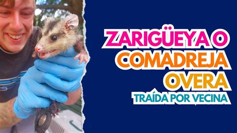 Zarigüeya o Comadreja Overa traída por vecina Didelphis albiventris