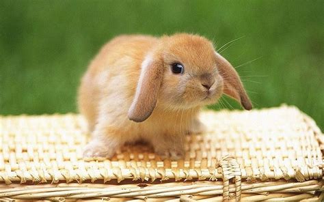 Mini Lop Rabbit Wallpapers - Wallpaper Cave