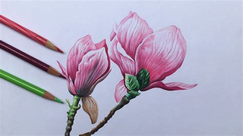 How To Draw A Realistic Flower With Colored Pencils