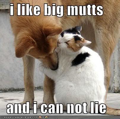 Funny Image Collection: Funny dogs and Cats!