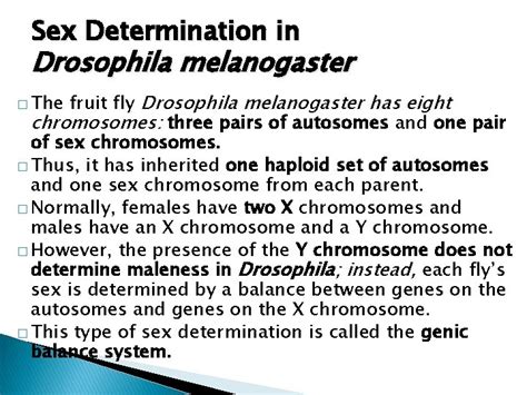 Sex Determination Sex Determination In Drosophila Melanogaster Fruit