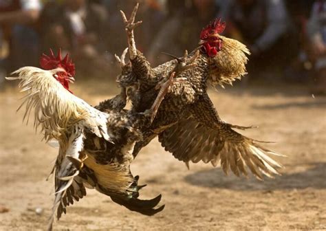 Gallo De Pelea Americano El Campe N Indiscutible Del Mundo De Las