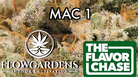 The Flavor Chase 23 THCA Flower Review MAC 1 By Flow Gardens