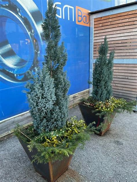 Blumentrog - Galli Ges.m.b.H