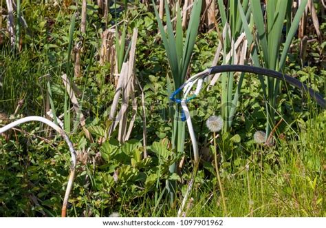 Naked Cables Forest Stock Photo Shutterstock