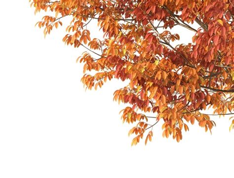 546,838 Autumn Tree Branch Sky Images, Stock Photos, 3D objects ...