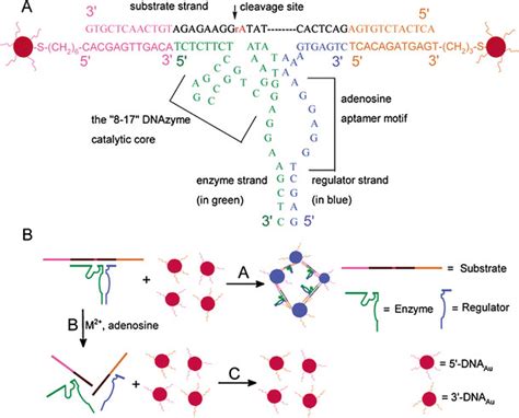 The Primary And The Proposed Secondary Structure Of The Adenosine Download Scientific Diagram