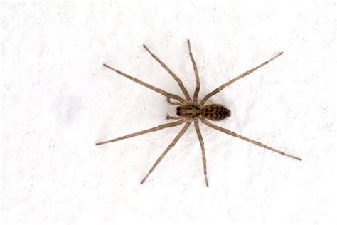 10 Types Of House Spiders