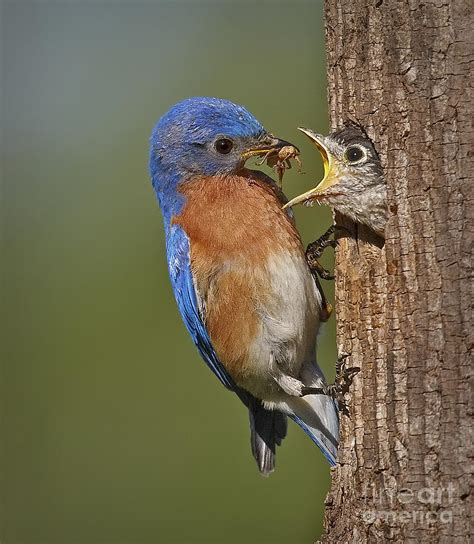 Beautiful Collection of Bluebird Pictures