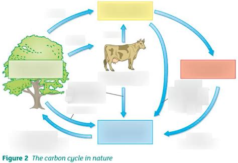 B17 3 The Carbon Cycle Diagram Quizlet