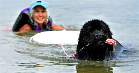 PHOTOS: Newfoundland Water Rescue Dog testing at Codorus State Park