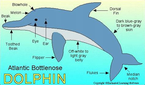 Dolphin Life Cycle Diagram Curtis Oakes