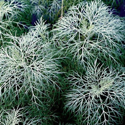 Artemesia Makana Silver Green Valley Garden Centre