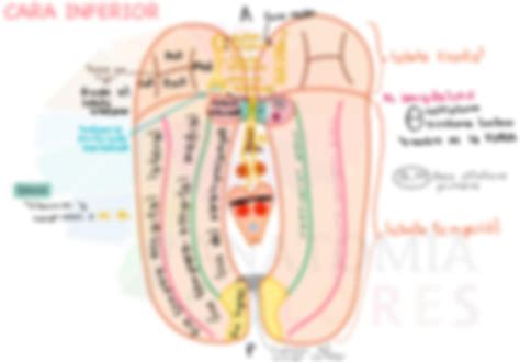 SOLUTION Corteza cerebral y áreas de brodmann Studypool