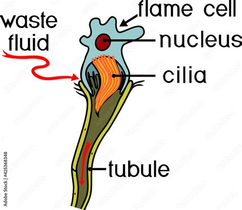 Flatworm flame cell. Structure of element of excretory system with ...