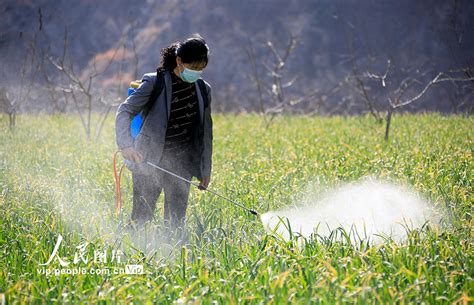 甘肃陇南：雨水时节农事忙 图片频道 人民网