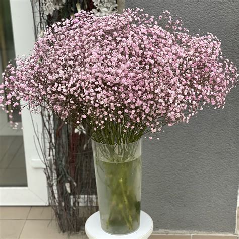 Купить с доставкой голландскую розовую гипсофилу - BuketLand