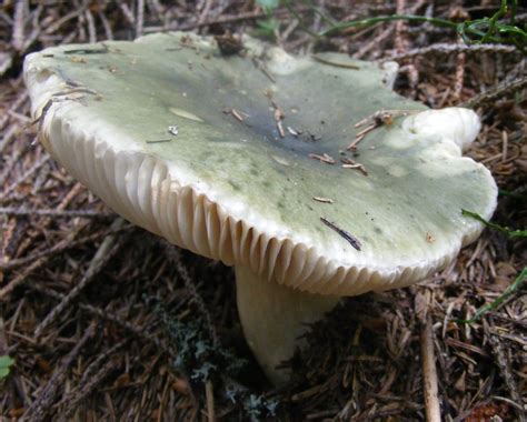 Сыроежка чешуйчатая (Russula virescens) фото и описание