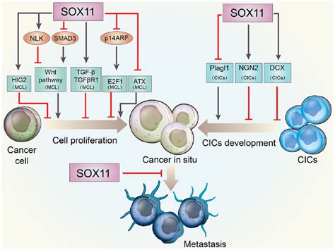 Sox Friend Or Foe In Tumor Prevention And Carcinogenesis Zhi Yang