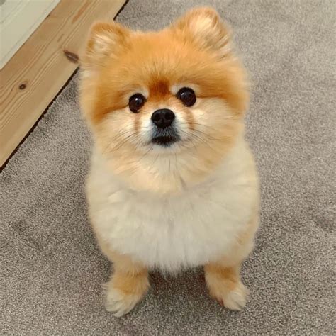 Pomeranian Shih Tzu - Shih Tzu Dog