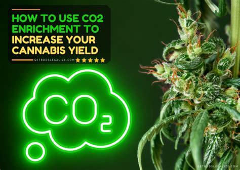 How To Use Co Enrichment To Increase Your Cannabis Yield