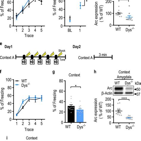 Dys−− Mice Display Impairments In Conditioned Threat Memory A