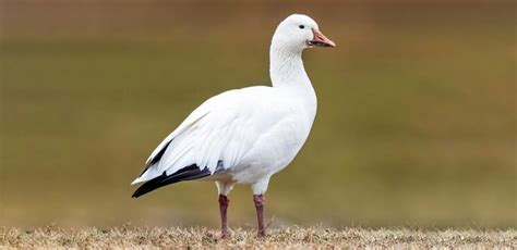 Bird Of The Week Snow Goose Kern Audubon Society